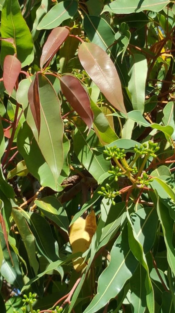 eucalyptus