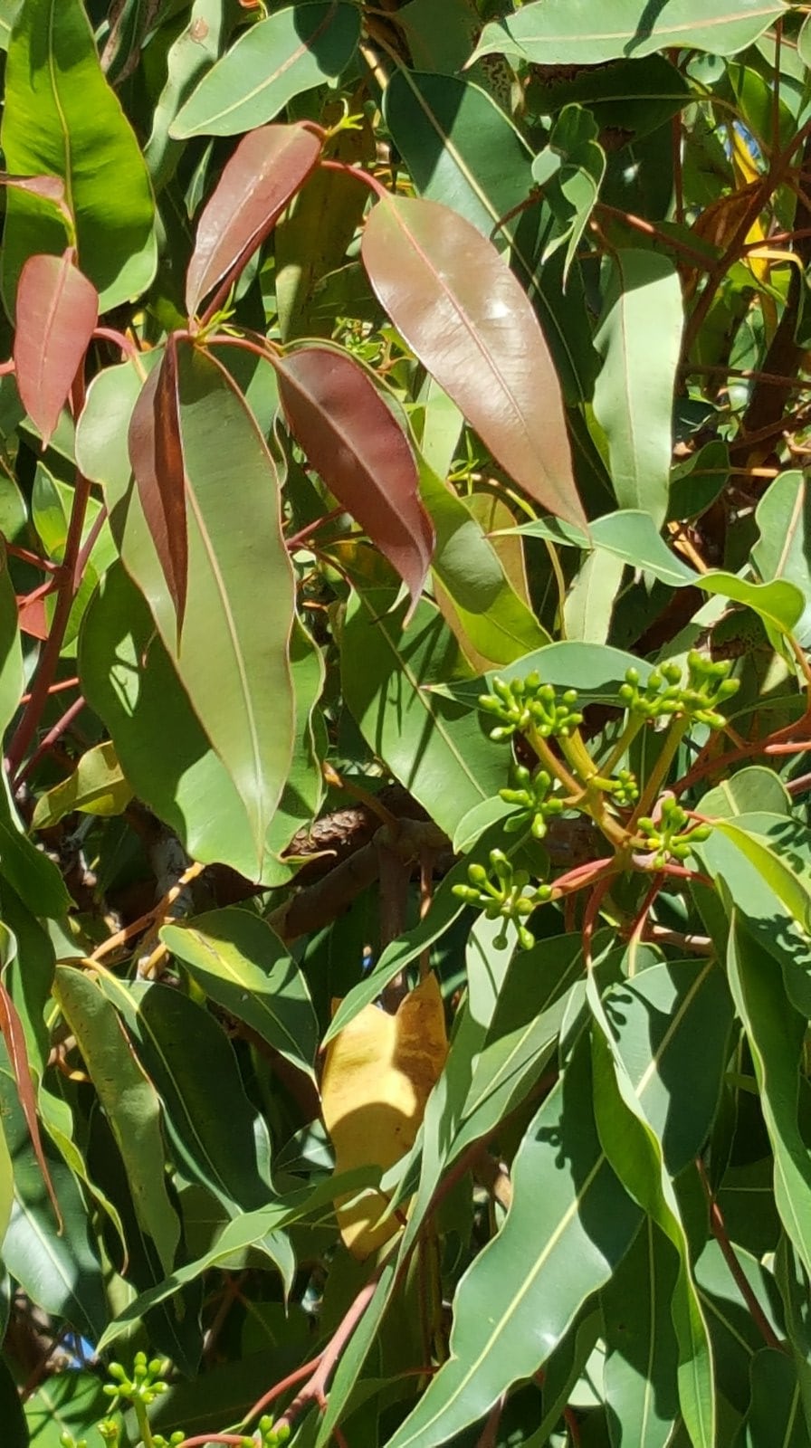 Types Of Eucalyptus Leaves