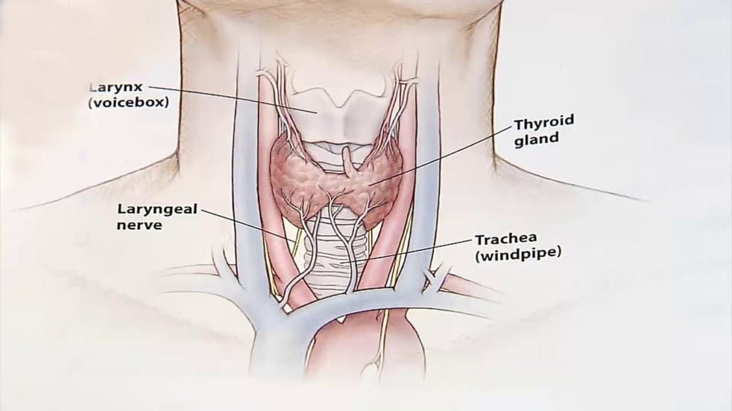 thyroid disorder cure