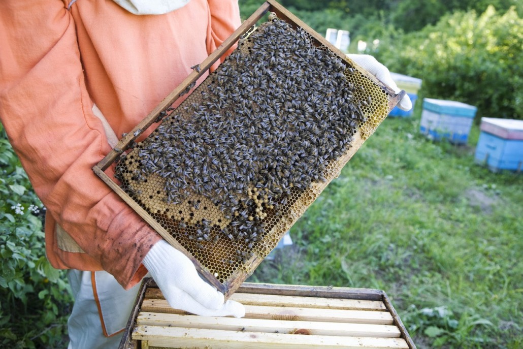 honey processing