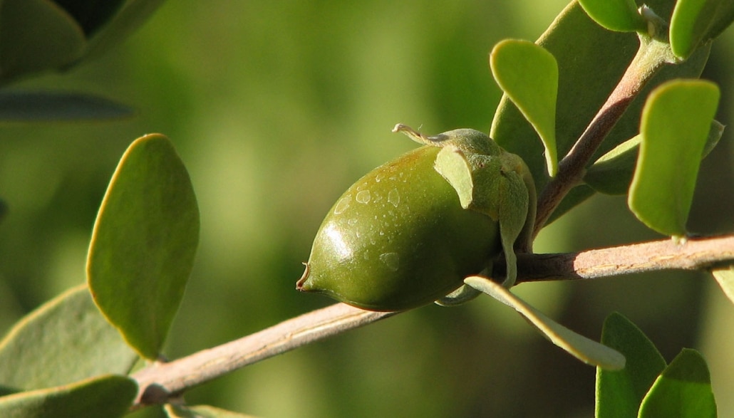 jojoba