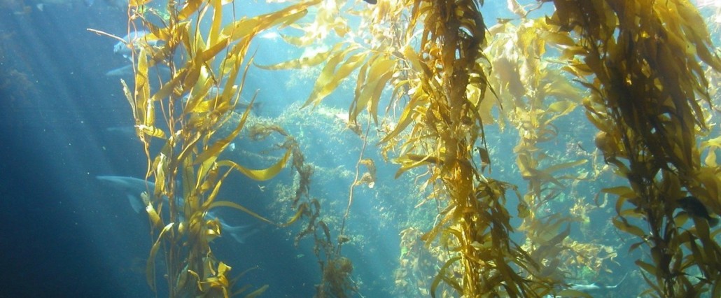 kelp